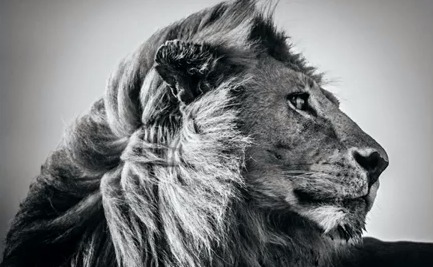 La photographie animali re en noir et blanc selon Laurent Baheux