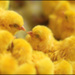 20110330114037_colored_chicks_yellow.jpg 20110330114037_colored_chicks_yellow.jpg