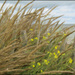 20110330203512_fleurs_plage_de__montgomery.jpg 20110330203512_fleurs_plage_de__montgomery.jpg