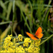20110330211053_papillon_orange_fleurs_jaunes_2.jpg 20110330211053_papillon_orange_fleurs_jaunes_2.jpg