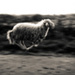 20120206203622_saute_mouton 20120206203622_saute_mouton