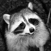 20120209052612_raccoon_guadeloupe 20120209052612_raccoon_guadeloupe