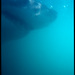 20120209223045_20x30_2011_11_white_shark_a15 20120209223045_20x30_2011_11_white_shark_a15