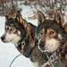 20120210134748_huskies_la 20120210134748_huskies_la
