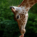 20120210184847_touroparc__2__juin_2010_350__girafe___courbe 20120210184847_touroparc__2__juin_2010_350__girafe___courbe