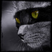 20120211051947_leo___le_chat_masque_copie_300dpi 20120211051947_leo___le_chat_masque_copie_300dpi