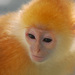 20120212223206_animal___call_me_ginger 20120212223206_animal___call_me_ginger