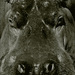 20120212200034_l_hippopotame 20120212200034_l_hippopotame