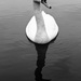 20120214092345_cygne_reflet_n_b 20120214092345_cygne_reflet_n_b