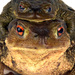 20120214115101_crapaud 20120214115101_crapaud