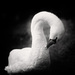 20120214174456_cygne_blanc_sur_fond_noir 20120214174456_cygne_blanc_sur_fond_noir