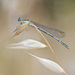20120214092206_demoiselle_crepuscule 20120214092206_demoiselle_crepuscule