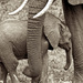 20120214105947_calin_d_elephanteau 20120214105947_calin_d_elephanteau