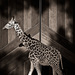 20120213220534_girafe 20120213220534_girafe