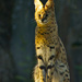 20120214234402_lynx_d_afrique 20120214234402_lynx_d_afrique