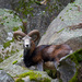 20120215081643_mouflon_bavella 20120215081643_mouflon_bavella