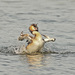 20120215101031_ebrouement_mouvemente___grebe_huppe 20120215101031_ebrouement_mouvemente___grebe_huppe