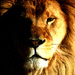 20120215190758_lion_avoldoire 20120215190758_lion_avoldoire