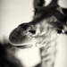 20120215191013_girafe_2969 20120215191013_girafe_2969