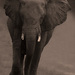 20120215230139_elephant_noir_et_blanc 20120215230139_elephant_noir_et_blanc