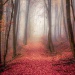 20161010092949_red_forest 20161010092949_red_forest