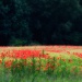 20161015174546_champ_coquelicots