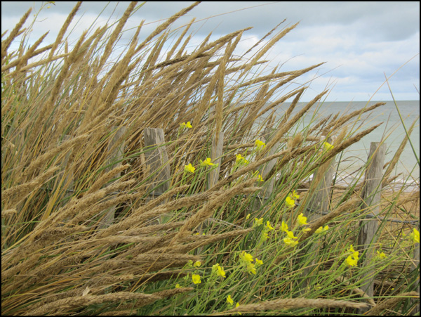 20110330203512_fleurs_plage_de__montgomery.jpg 20110330203512_fleurs_plage_de__montgomery.jpg