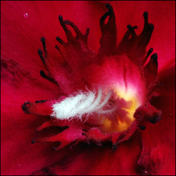 20110330235848_coeur_laurier_rose_2000x2000.jpg 20110330235848_coeur_laurier_rose_2000x2000.jpg