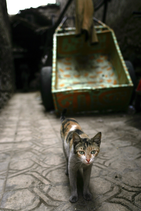 20120208165109_meow 20120208165109_meow