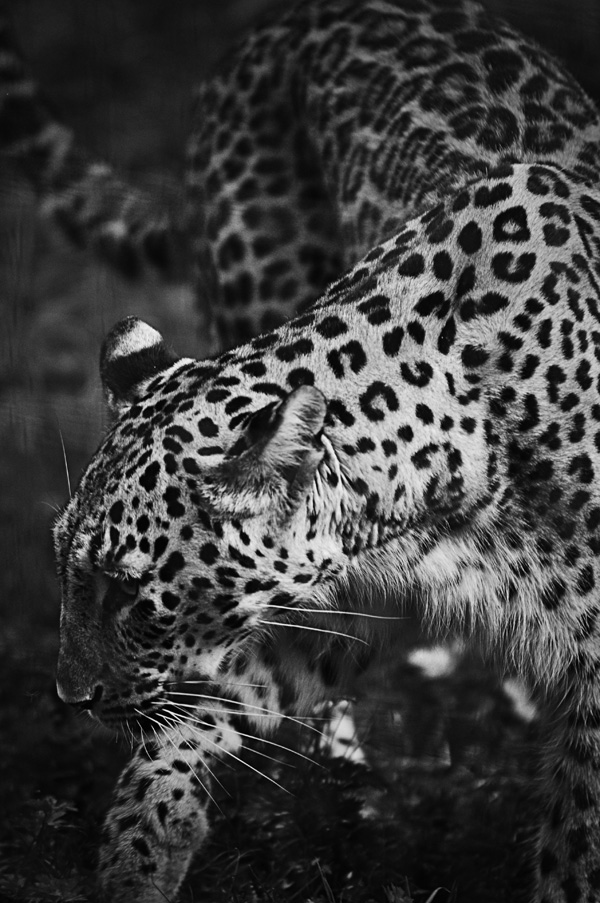 20120209092603_dsc_0129_copie 20120209092603_dsc_0129_copie