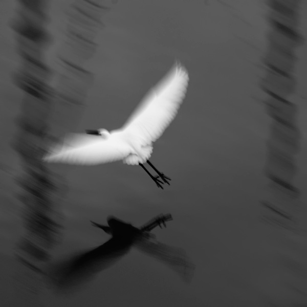 20120209210057_aigrette 20120209210057_aigrette