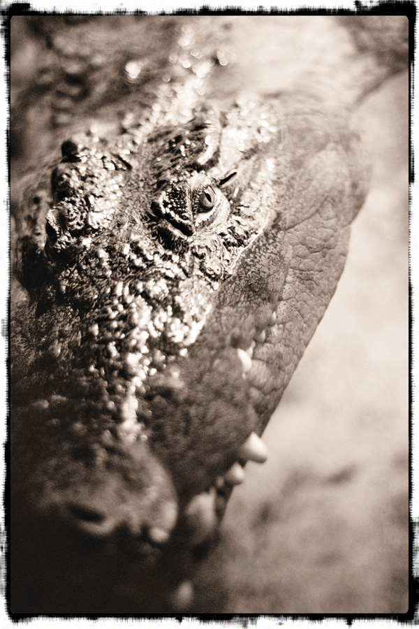 20120214095050_animal2 20120214095050_animal2