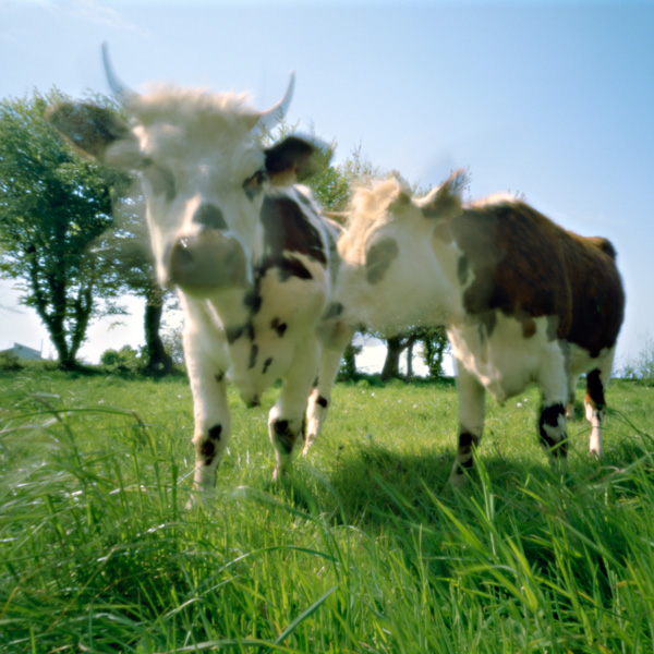 20120214111332_lacuriositedesvaches_maroussy 20120214111332_lacuriositedesvaches_maroussy