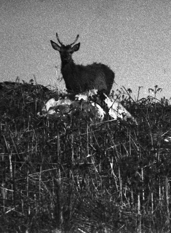 20120213164639_lomig_perrotin_cerf_concours_cp_arles 20120213164639_lomig_perrotin_cerf_concours_cp_arles