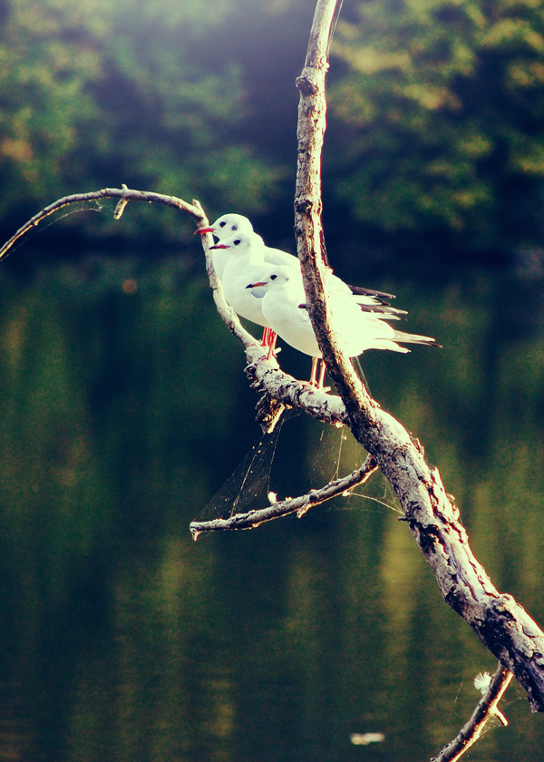 20120214223112_mouettes 20120214223112_mouettes