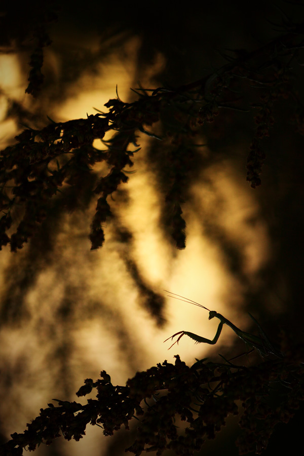 20120215185300__mg_0393 20120215185300__mg_0393