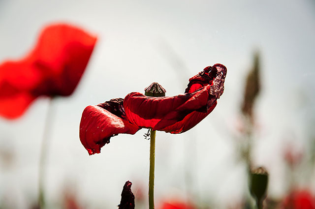 20161012123829_coquelicot_rouge__dsc0030